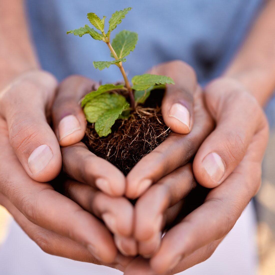 Plants, hands and people in teamwork, community and earth day for support, sustainability and clima